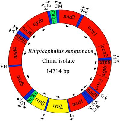 Int J Biol Sci Image