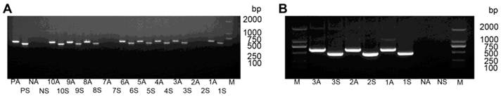 Int J Biol Sci Image