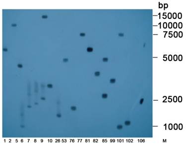 Int J Biol Sci Image