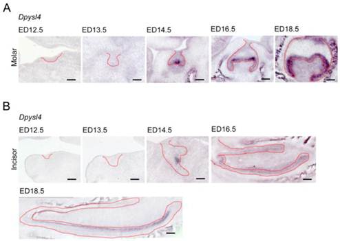 Int J Biol Sci Image