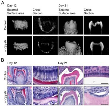 Int J Biol Sci Image