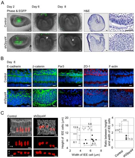 Int J Biol Sci Image