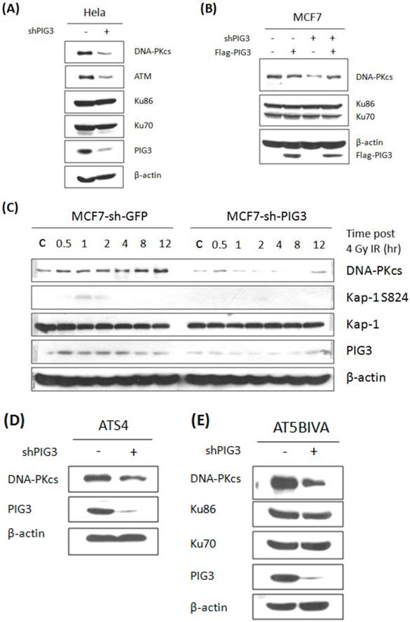 Int J Biol Sci Image