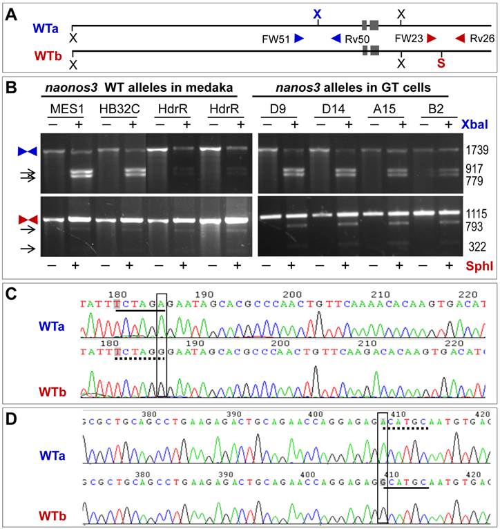 Int J Biol Sci Image