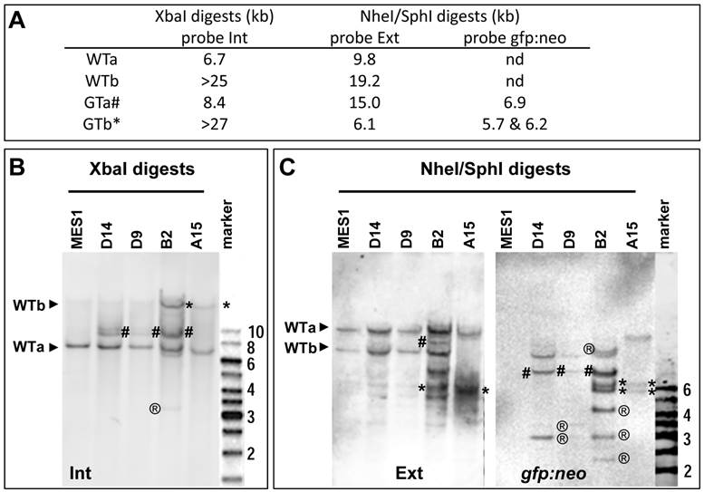 Int J Biol Sci Image