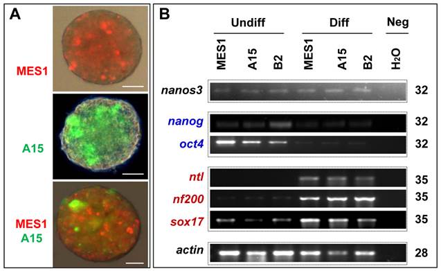 Int J Biol Sci Image