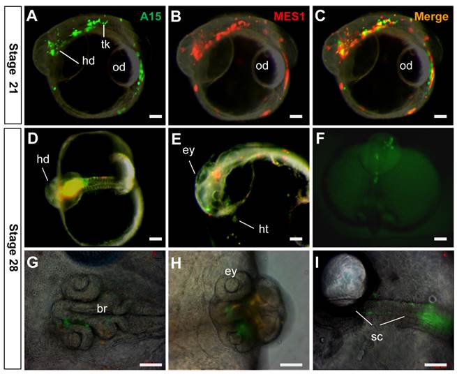 Int J Biol Sci Image