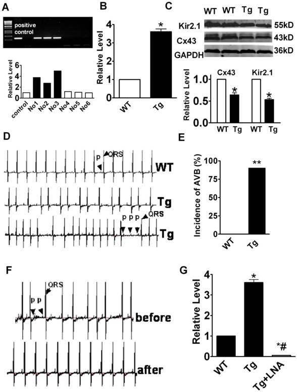 Int J Biol Sci Image