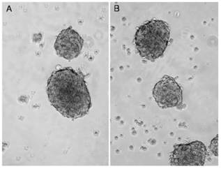 Int J Biol Sci Image