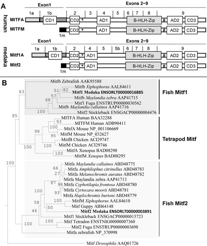 Int J Biol Sci Image