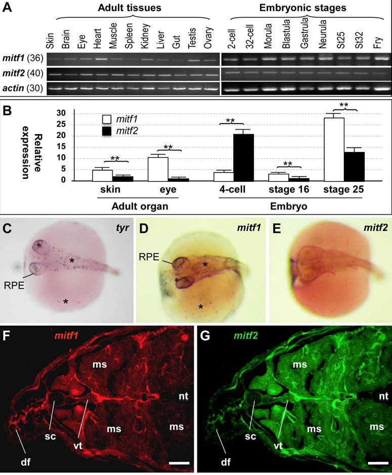 Int J Biol Sci Image