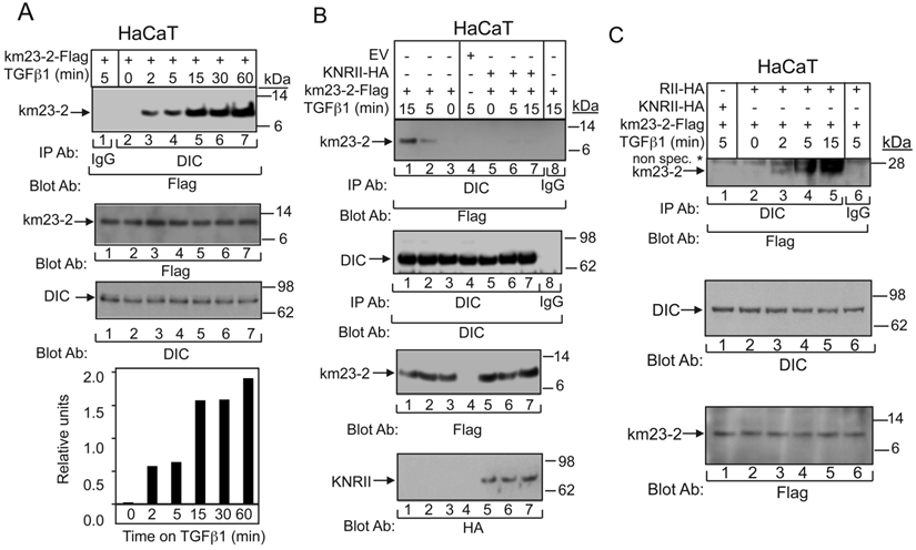 Int J Biol Sci Image