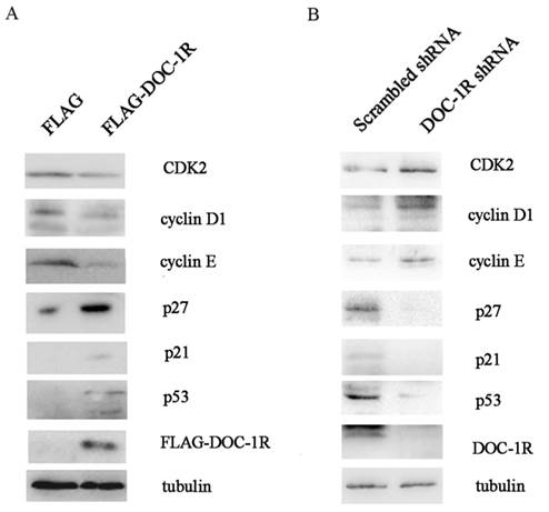 Int J Biol Sci Image