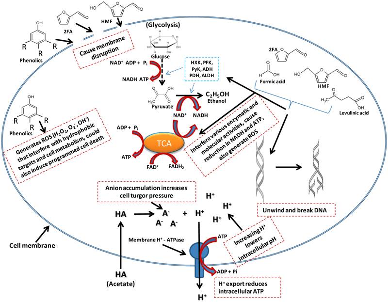 Int J Biol Sci Image