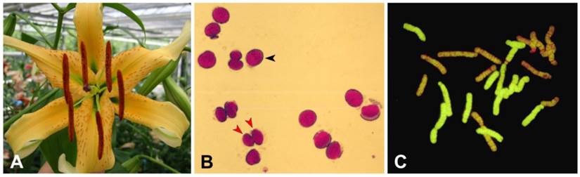 Int J Biol Sci Image