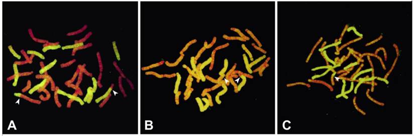 Int J Biol Sci Image