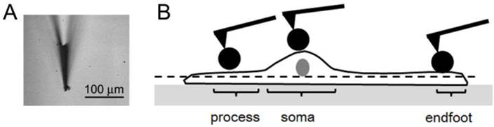 Int J Biol Sci Image