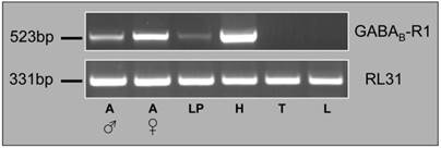 Int J Biol Sci Image