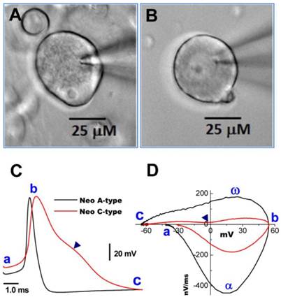 Int J Biol Sci Image