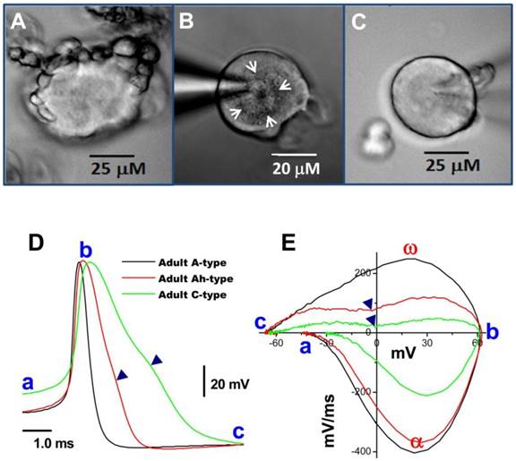 Int J Biol Sci Image