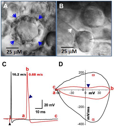 Int J Biol Sci Image