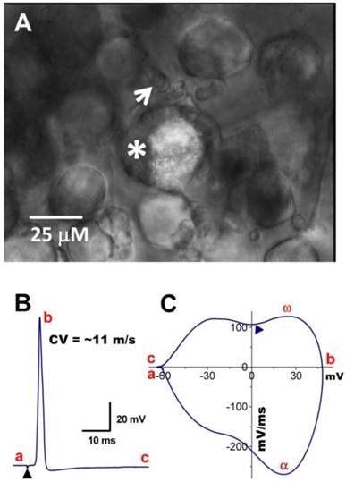 Int J Biol Sci Image