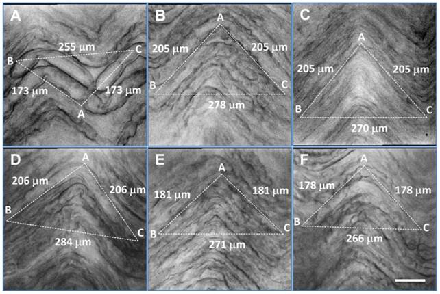 Int J Biol Sci Image