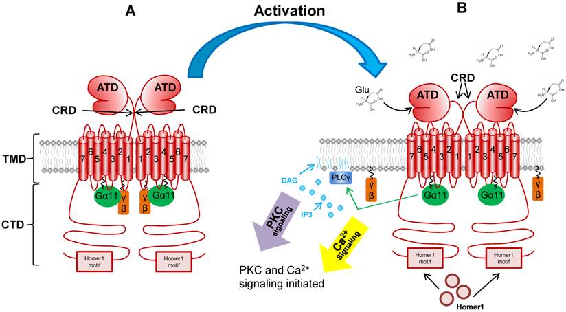 Int J Biol Sci Image