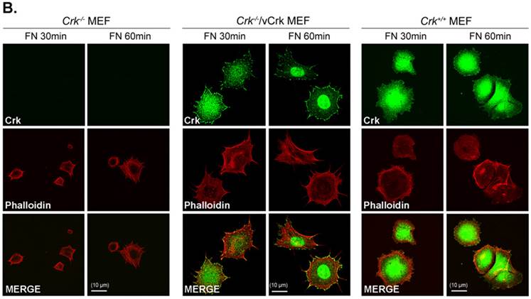 Int J Biol Sci Image