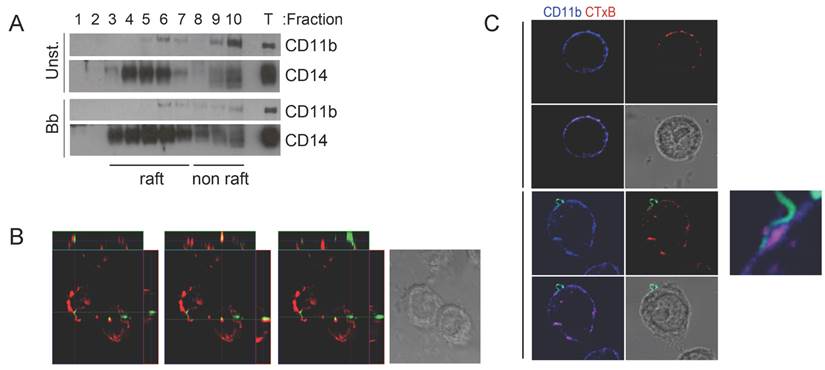 Int J Biol Sci Image