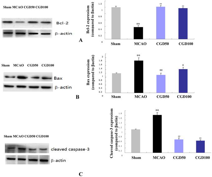 Int J Biol Sci Image