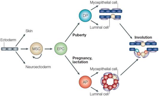 Int J Biol Sci Image