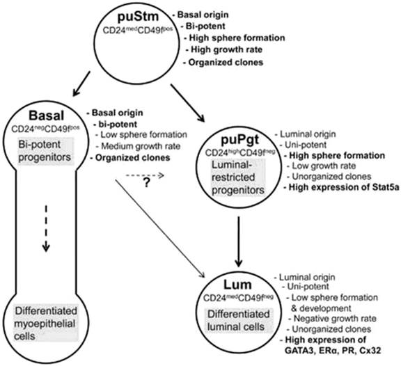 Int J Biol Sci Image