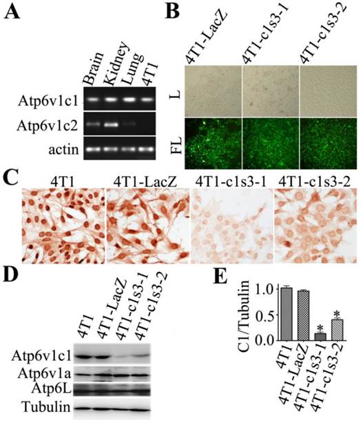 Int J Biol Sci Image