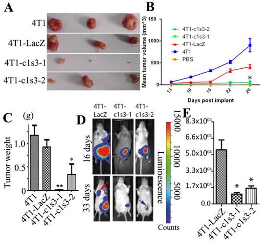 Silencing of Atp6v1c1 Prevents Breast Cancer Growth and ...