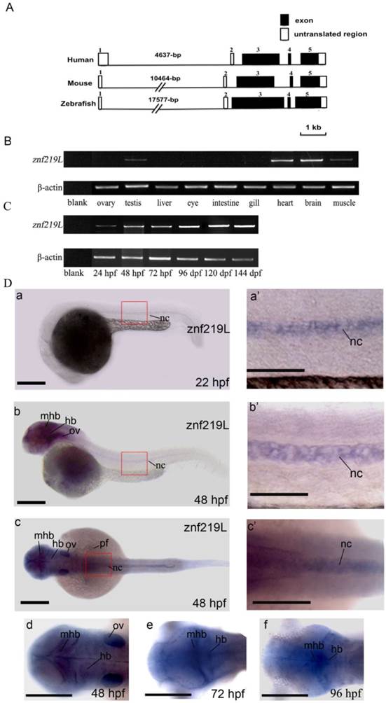 Int J Biol Sci Image