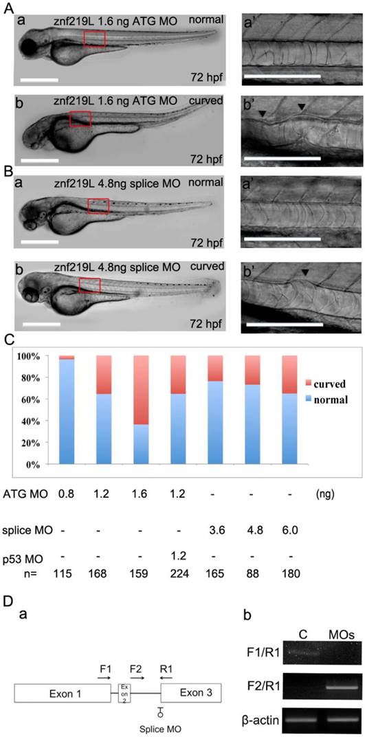 Int J Biol Sci Image