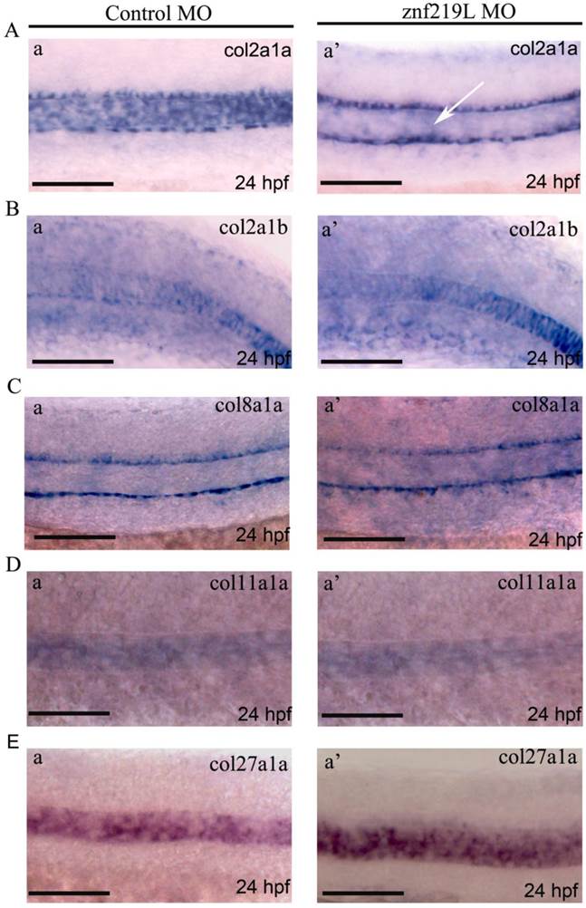 Int J Biol Sci Image