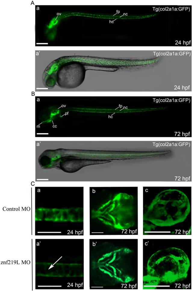 Int J Biol Sci Image