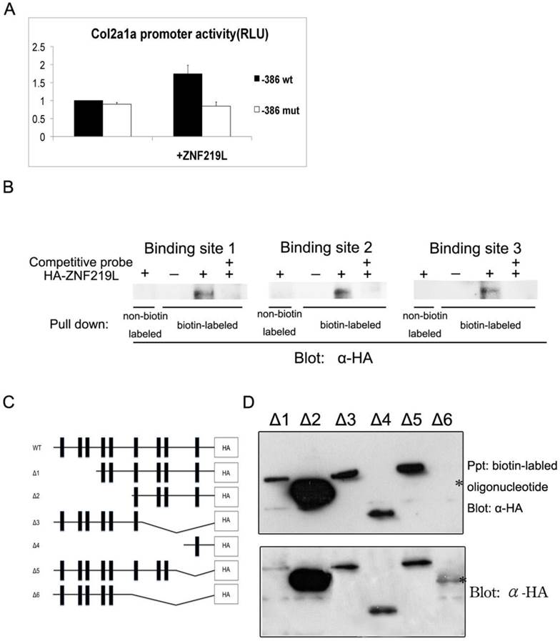 A Novel Zinc Finger Protein 219like (ZNF219L) is Involved in the