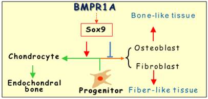 Int J Biol Sci Image