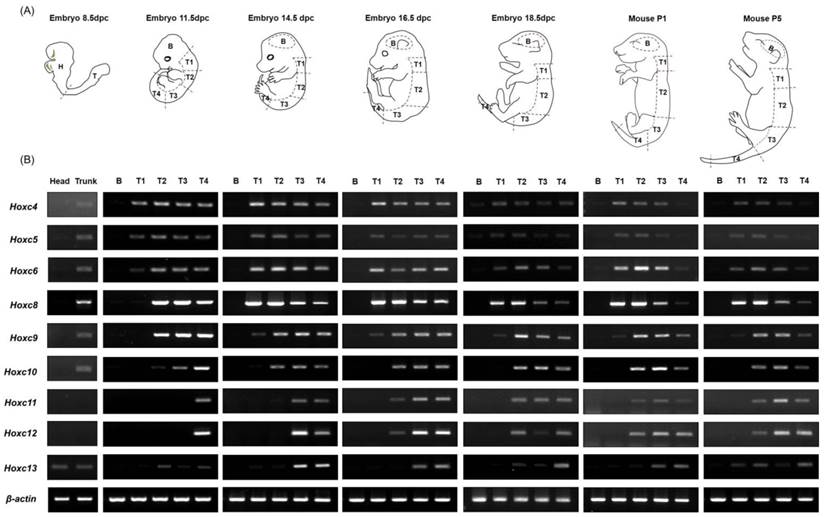 Int J Biol Sci Image