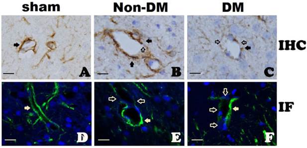 Int J Biol Sci Image