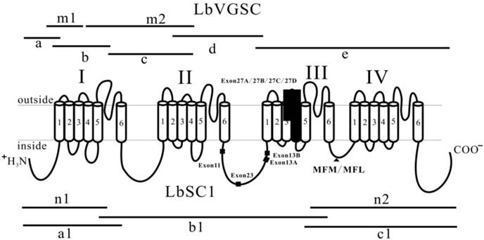 Int J Biol Sci Image