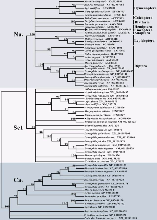 Int J Biol Sci Image