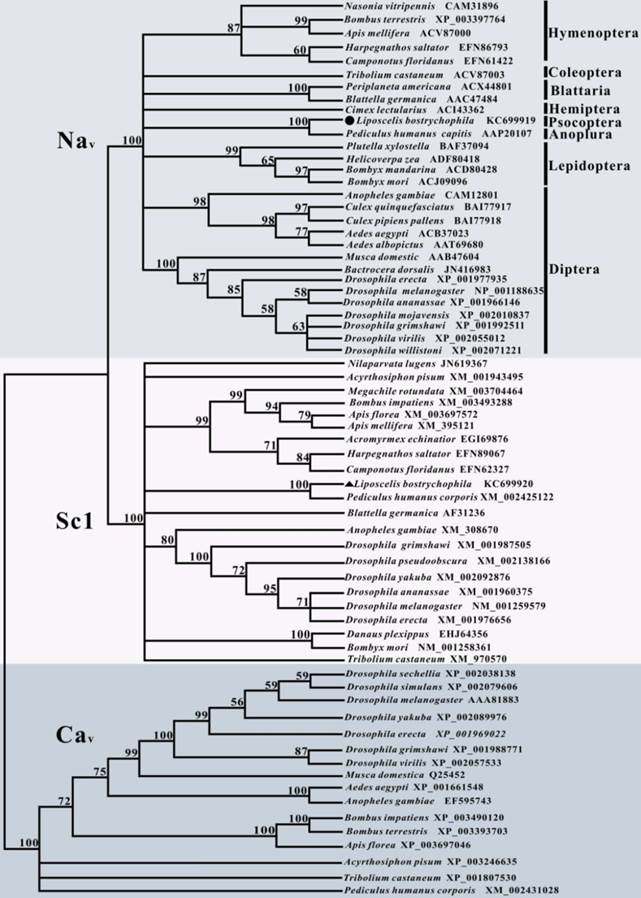 Int J Biol Sci Image