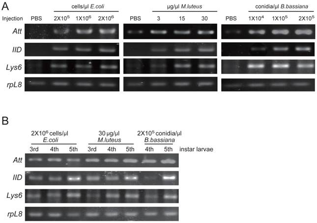 Int J Biol Sci Image