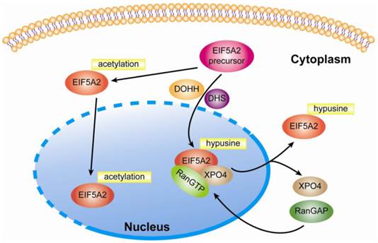 Int J Biol Sci Image