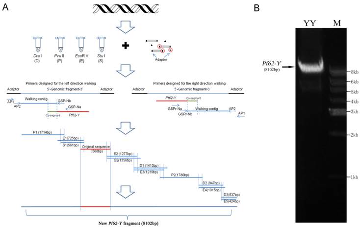 Int J Biol Sci Image