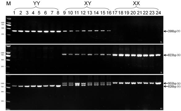 Int J Biol Sci Image